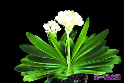 花语大全：君子兰花语是什么？