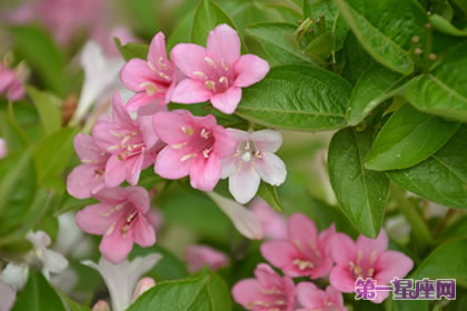 花语大全：锦带花的花语是什么？