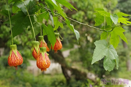 悬铃花的花语是什么