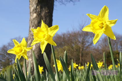 3月8日花语：野生黄水仙，生日花语那喀索斯