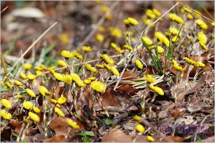 1月26日生日花：款冬，生日花语公正