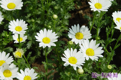 花语大全:白晶菊花语是什么?