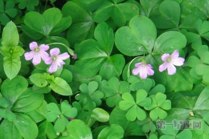 3月17日花语：酢酱草，生日花语爱国