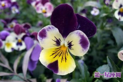 7月16日花语：大型三色蓳，生日花语束缚