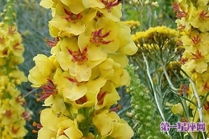 7月31日花语:大毛蕊花,生日花语信念