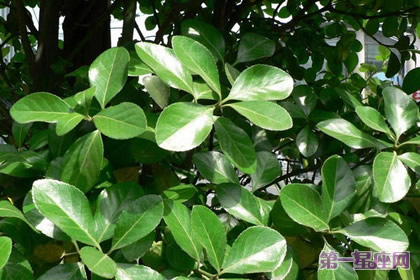 花语：冬青树，生日花语生命