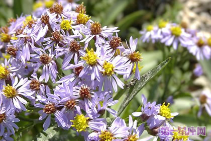 花语：欧洲浦菊，生日花语友情