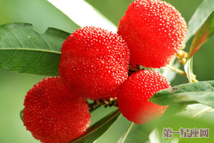 花语:草莓树,生日花语孤寂